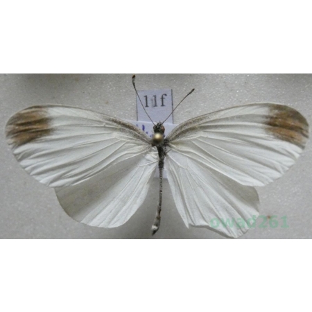 Leptidea sinapis (Linnaeus, 1758) Wietek gorczycznik Poland11f